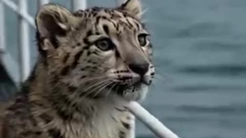 LeopardRescuedByDolphin