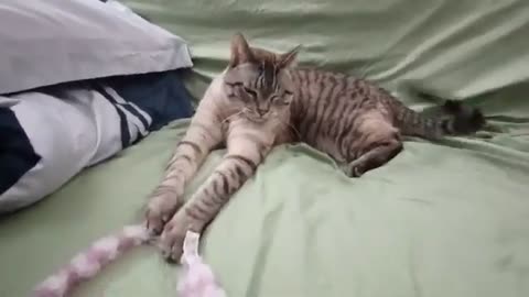 This Cat’s Fluffy Toy Obsession Will Melt Your Heart