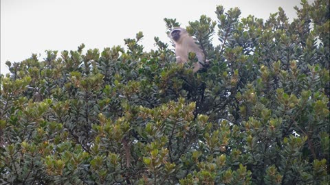 A Monkey Resting On A Tree Top