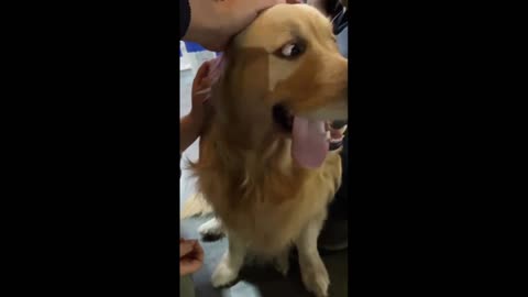 Funny ANIMALS videos 😂 _ Funniest Cats and Dogs 2025 🐶😼