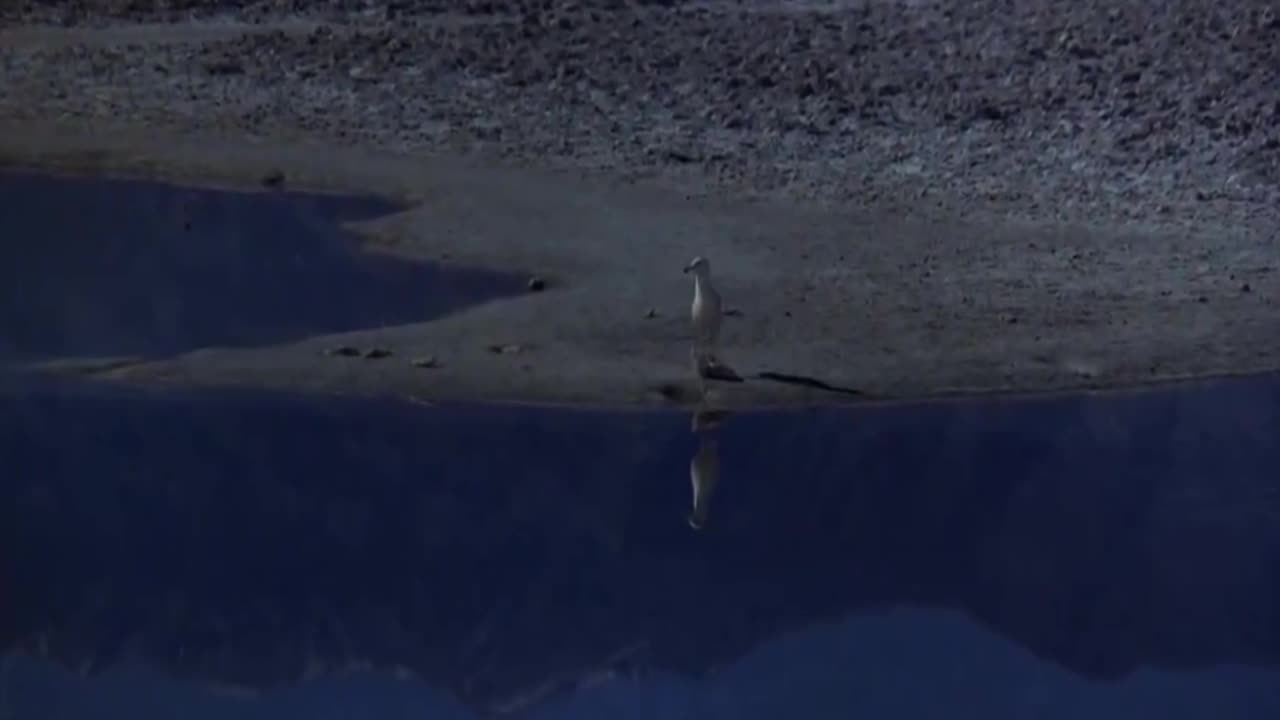 Jonathan Livingston Seagull [1970]