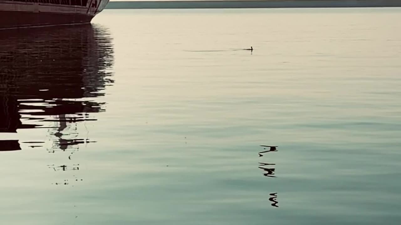 Nature and Animals