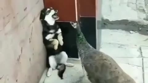 Dog is shocked😱😱😱😱
