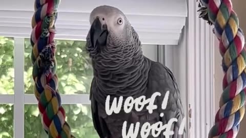 parrot says he's a dog 😂 funniest identity crisis ever!