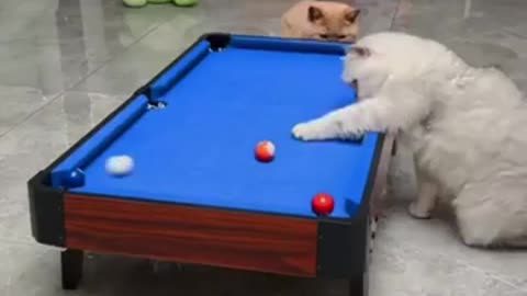 Cats Tennis Match Chaos