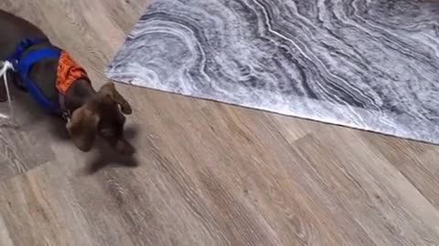 😂🐶 This Dog's New Exercise Routine is HILARIOUS! | FunFM