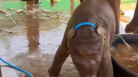 Baby elephant bathing