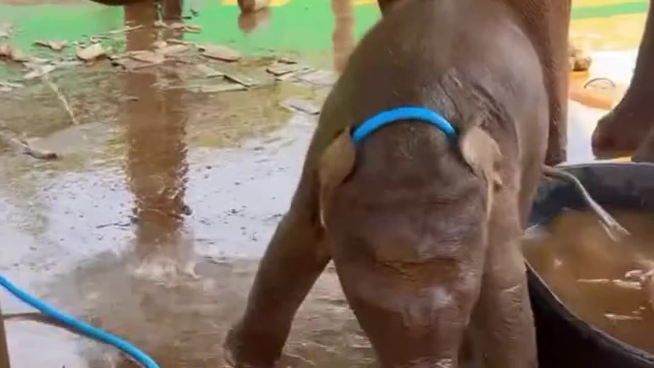 Baby elephant bathing