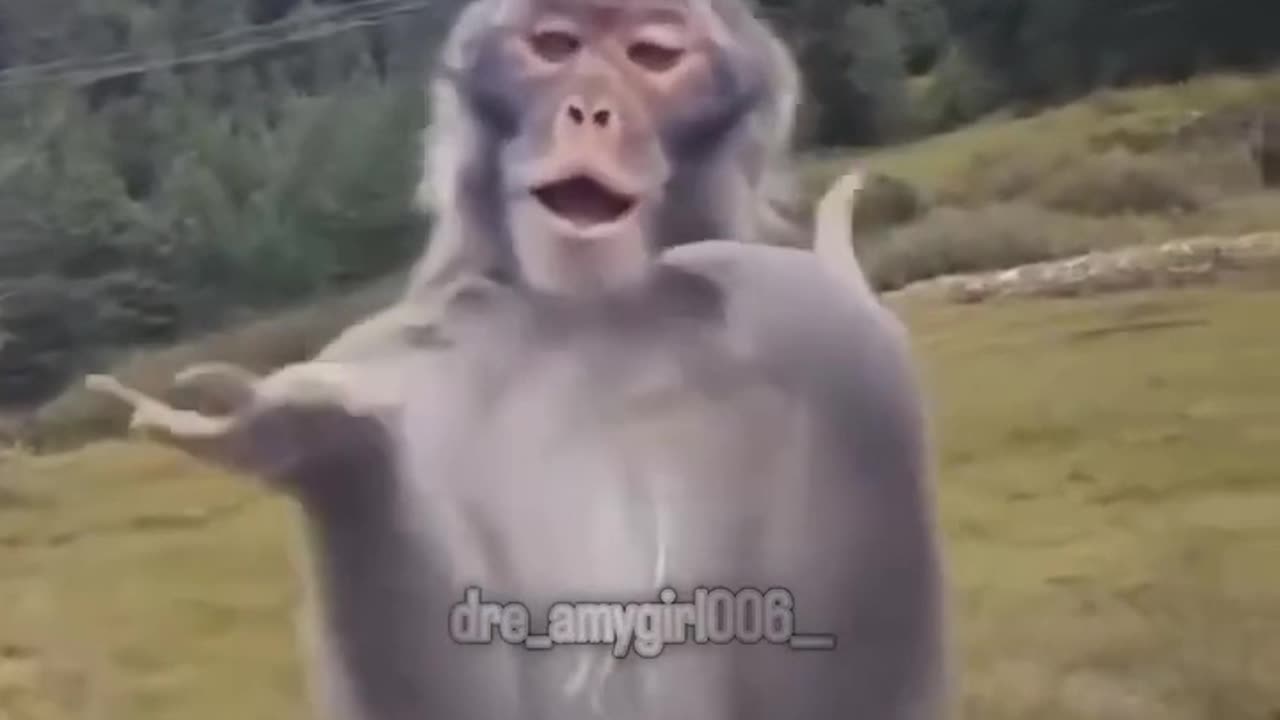 Funny video