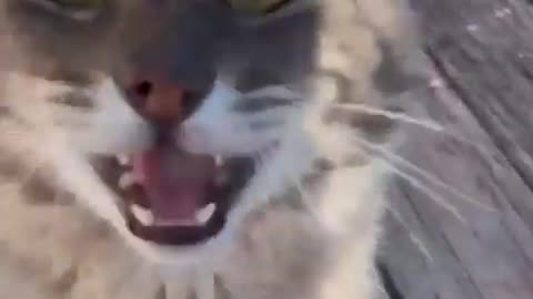 🇲 🇪 🇴 🇼