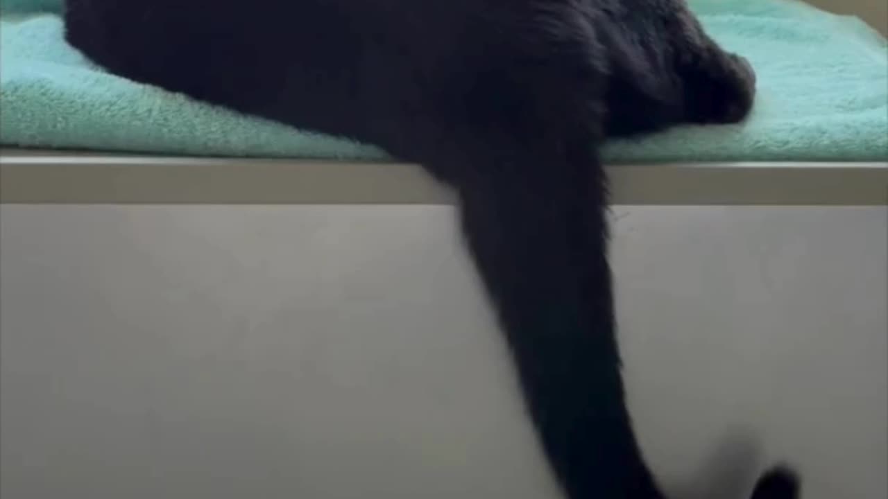Precious Piper Saves Money By Doing Her Own Massage - Adopting a Cat from a Shelter Vlog #shorts