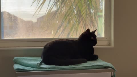 Cute Precious Piper Holds a Relaxed Post in Her Spa - Adopting a Cat from a Shelter Vlog