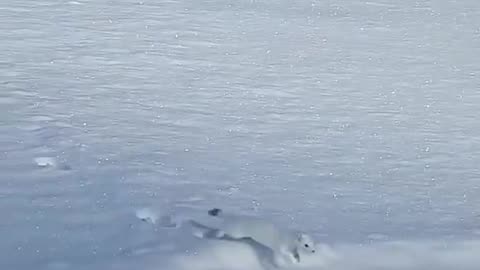 Shorts - Bong, Bong, Bong..