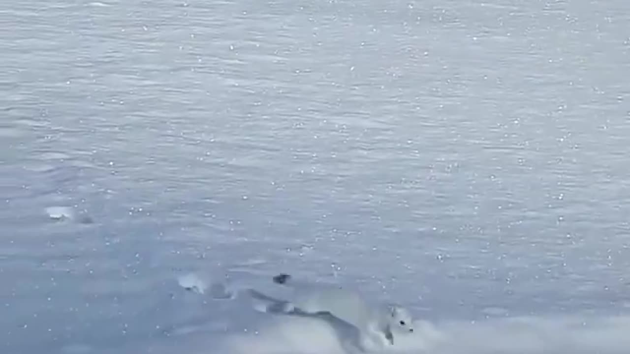 Shorts - Bong, Bong, Bong..