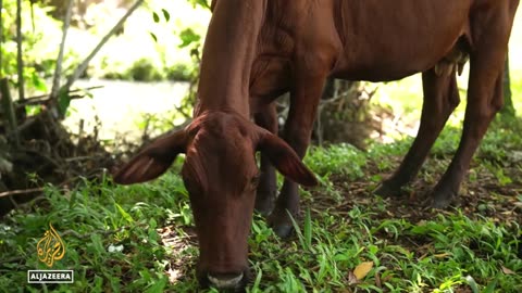 Mexican cattle ranchers in crisis: US 'screwworm' fears halt livestock import