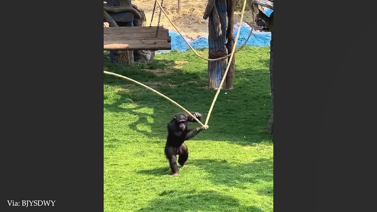 Amazing animals