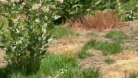 Milkweed Pollinators, North Idaho. July, 2025