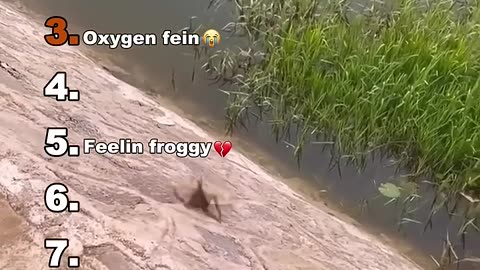 Funny🤣 Animal Video