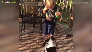 Best Of The 2025 Funny Animal Videos