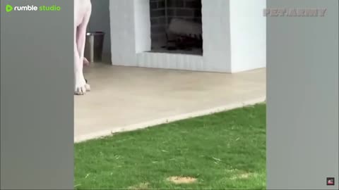 Best Of The 2025 Funny Animal Videos