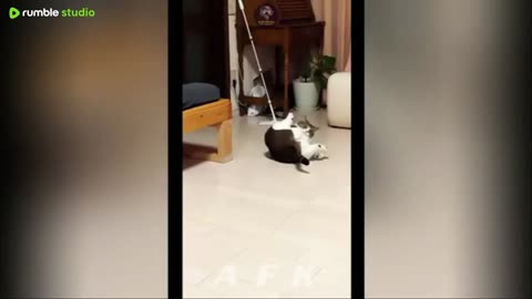 Best Of The 2025 Funny Animal Videos