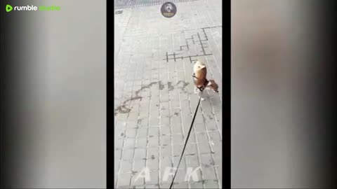 Best Of The 2025 Funny Animal Videos