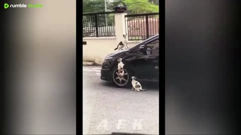 Best Of The 2025 Funny Animal Videos