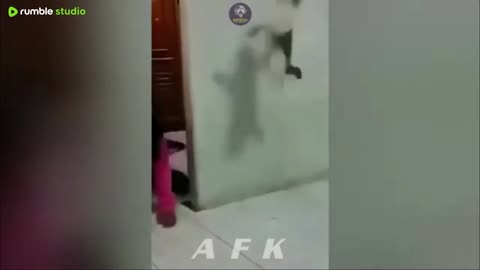 Best Of The 2025 Funny Animal Videos
