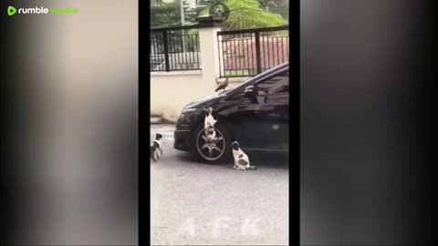 Best Of The 2025 Funny Animal Videos
