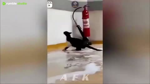 Best Of The 2025 Funny Animal Videos