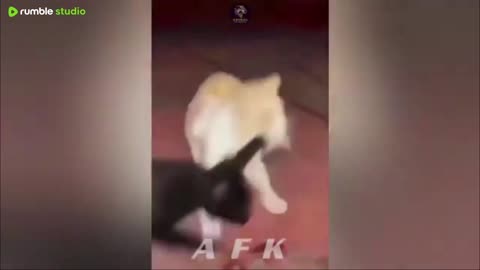 Best Of The 2025 Funny Animal Videos