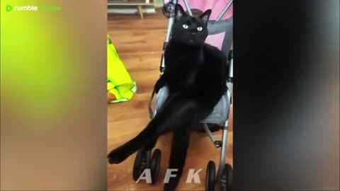 Best Of The 2025 Funny Animal Videos
