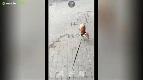 Best Of The 2025 Funny Animal Videos
