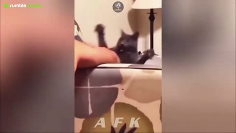 Best Of The 2025 Funny Animal Videos