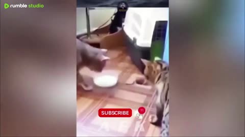 Best Of The 2025 Funny Animal Videos