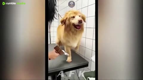 Best Of The 2025 Funny Animal Videos