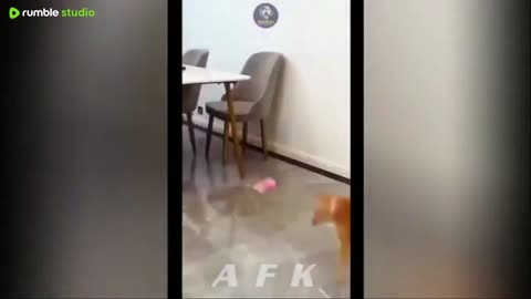 Best Of The 2025 Funny Animal Videos