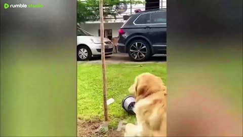 Best Of The 2025 Funny Animal Videos