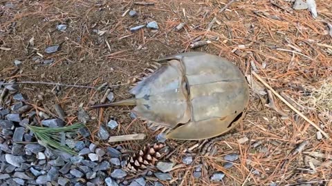 Horseshoe Crab