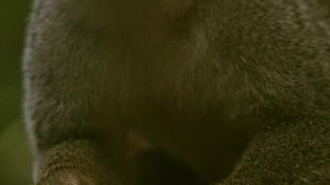 Nature and Animals