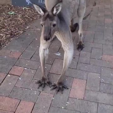 Kangaroo diaries only in Australia 🇦🇺