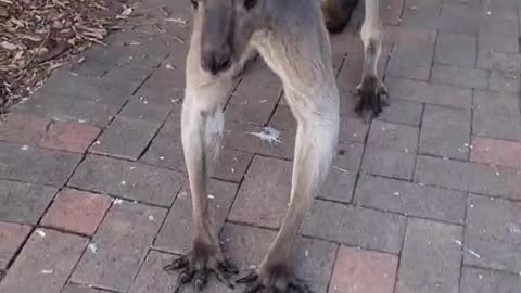 Kangaroo diaries only in Australia 🇦🇺