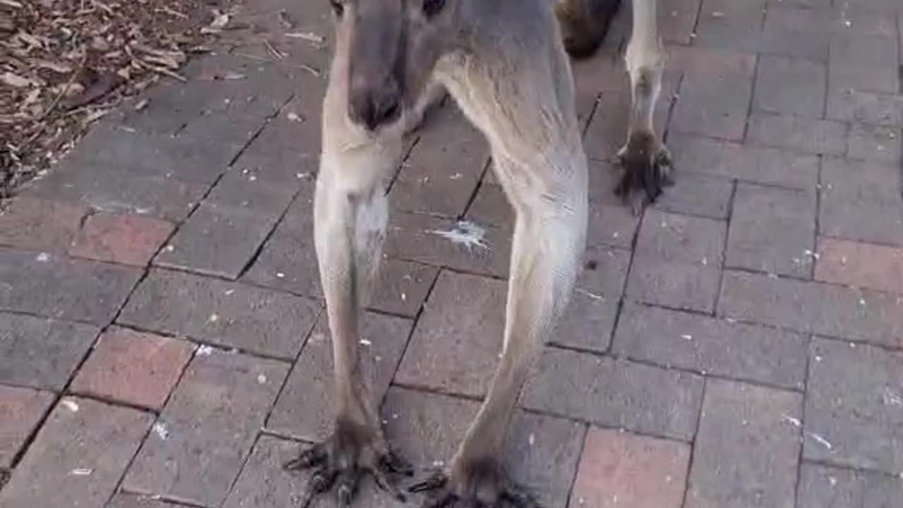 Kangaroo diaries only in Australia 🇦🇺
