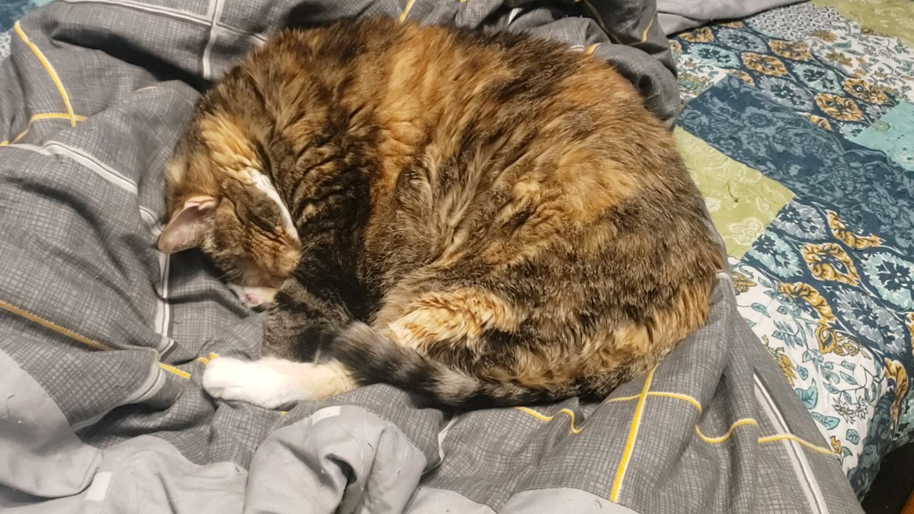 The Most Relaxing Cat Nap Ever: Cozy, Curled-Up Cat