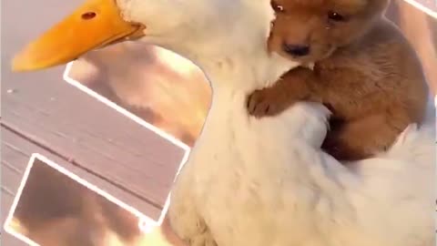 🐥🐶