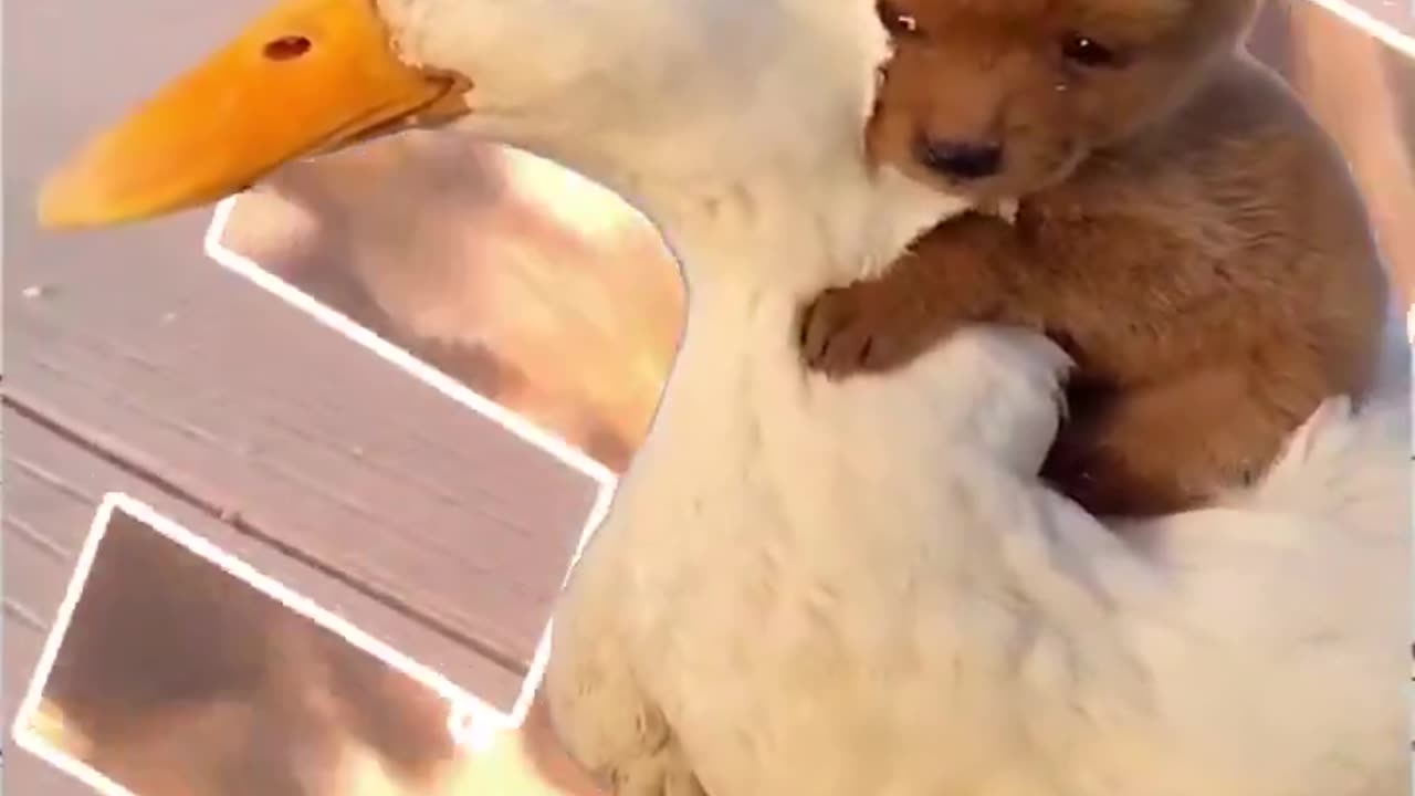 🐥🐶