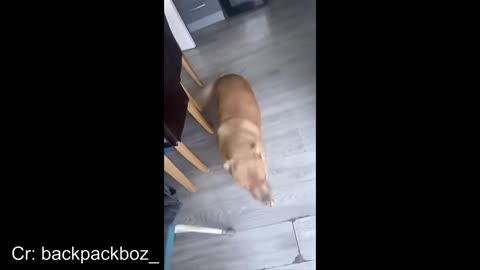 animals with the highest IQ