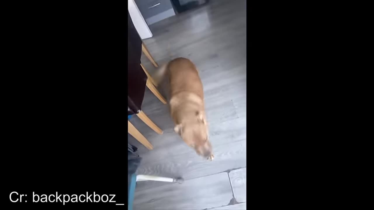 animals with the highest IQ