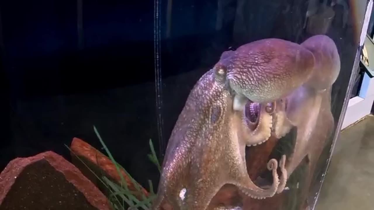 Two-Spot Octopus at The Living Coast Discovery Center in San Diego