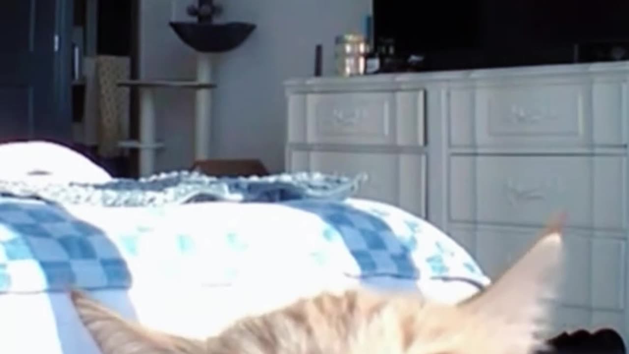 Cats on security camera